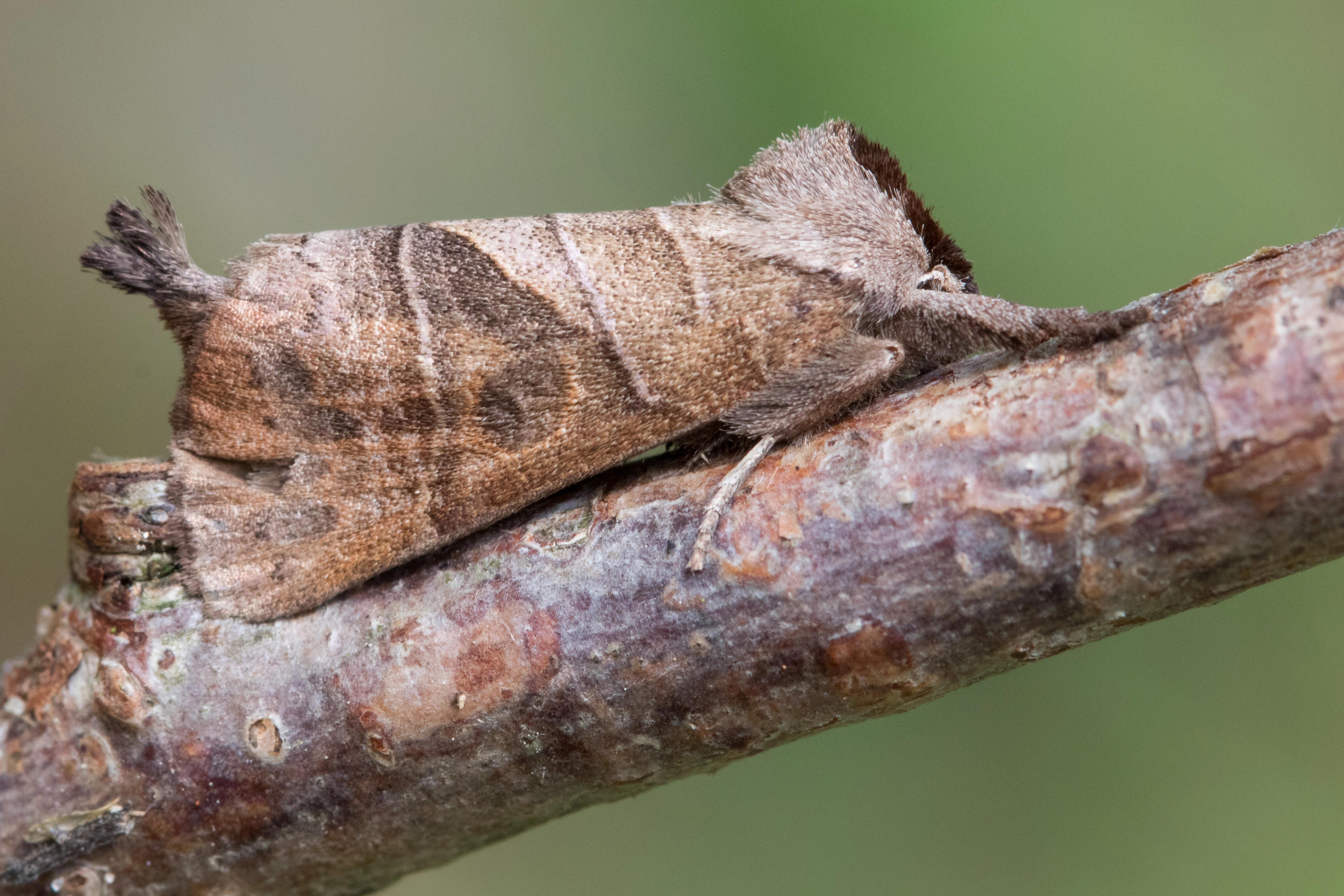 20180714_Jurriën van Deijk_Polen, roestbruine wapendrager, ja, 177.jpg